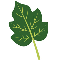 Green lobed leaf with light veins, flat minimal style, isolated on white background, perfect for botanical, natural, and creative decorative projects.