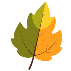 Obraz premium Green and yellow oak leaf, flat minimal style, isolated on white background, perfect for nature and seasonal decorative projects.