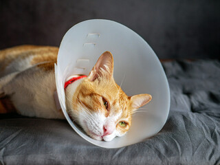 Sick cat, cat wearing a protective plastic collar cone