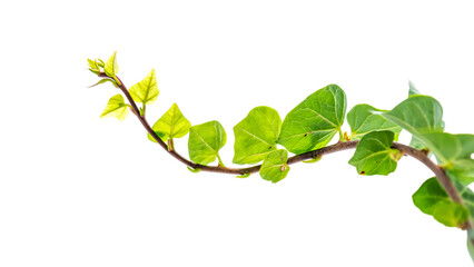 Vibrant Green Vine Branch, Fresh Spring Growth, Isolated on Black Background, Lush Foliage, Natural Texture, Eco-Friendly Theme.