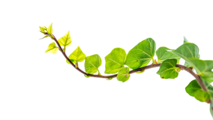 Vibrant Green Vine Branch, Fresh Spring Growth, Isolated on Black Background, Lush Foliage, Natural Texture, Eco-Friendly Theme.