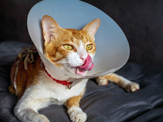 Sick cat, cat wearing a protective plastic collar cone