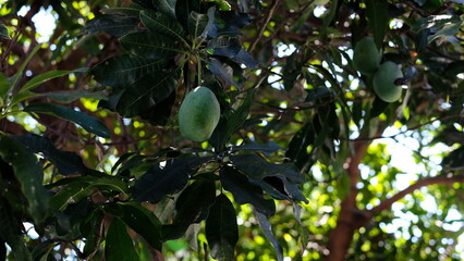 Green Unripe Tropical Fruit on Tree