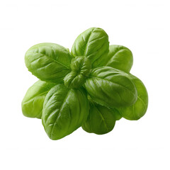 Fototapeta premium Fresh basil leaves, vibrant green color, perfect for culinary uses, aromatic and flavorful, isolated on a white background.