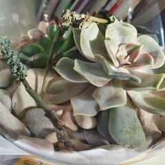 Close-up of a handmade florarium with succulent, white stones, sand and mossy twigs in natural light. Botanical composition for home gardening and peaceful interior decoration