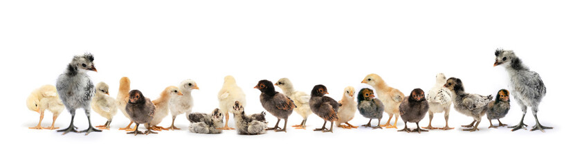Various breeds of newborn chicken are in a row on white background in a studio.