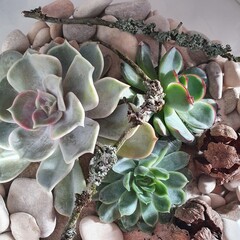 Top view of a handmade florarium with succulents, sand, stones, lichen-covered twigs and dry seed pods. Natural indoor plant composition for botanical decor and eco-friendly design