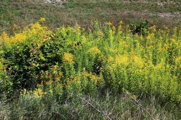 Canada goldenrod invasive weed in Europe