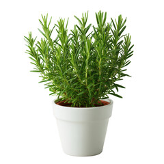 Green rosemary plant in a white pot, vibrant and fresh, perfect for culinary use or home decor, showcasing lush foliage and aromatic characteristics.