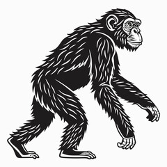 Chimpanzee walking on all fours, a black and white illustration