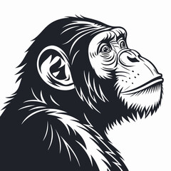 Chimpanzee head portrait, looking up with curiosity