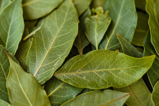Freshly picked bay leaves are laying on a surface, creating a textured backdrop - Powered by Adobe