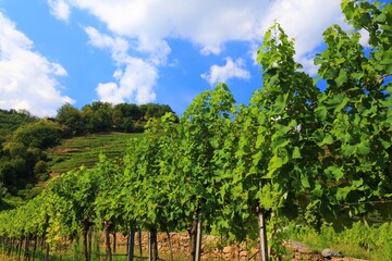 Fototapeta premium Wachau wine region in Austria