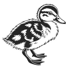 A fluffy duckling stands on its feet, looking forward