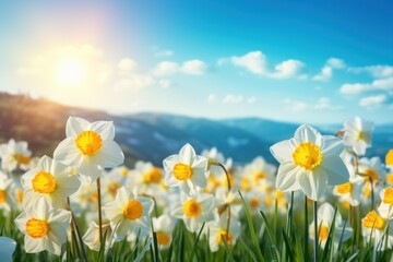 Obraz premium White narcissus flowers blooming in a mountain meadow on a sunny spring day