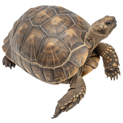 Obraz premium Photo of a sulcata tortoise with a detailed patterned shell isolated on transparent background