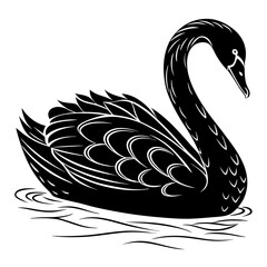 Fototapeta premium A black swan swims gracefully in the water