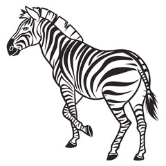 Obraz premium A zebra walks with its characteristic black and white stripes