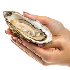 Naklejka premium Hand Holding Raw Oyster with Shell Isolated on White Background
