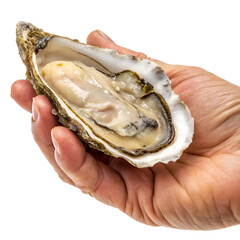 Naklejka premium Hand Holding Raw Oyster with Shell Isolated on White Background