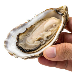 Naklejka premium Hand Holding Raw Oyster with Shell Isolated on White Background