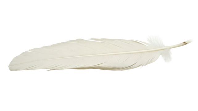 Title: White Feather Wing Isolated on Clean White Background for Graphic Design and Creative Projects