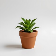 Obraz premium a single potted plant with spiky green leaves placed on a surface.
