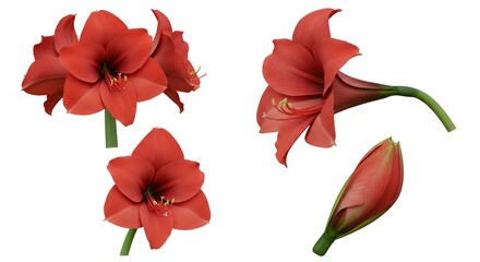 Obraz premium Red amaryllis flowers closeup