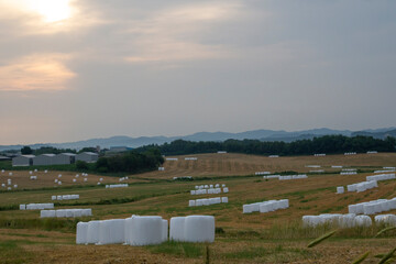 안성 목장의 아침