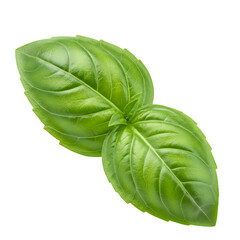 Fresh Green Basil Leaves
