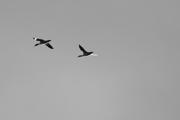 birds in flight