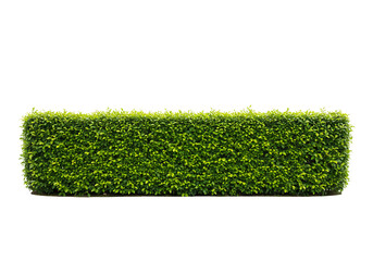 Trimmed Green Hedge Isolated on White