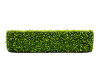 Trimmed Green Hedge Isolated on White
