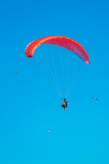 Solo paraglider flying among birds. Paraglider flies across clear blue sky surrounded by soaring...
