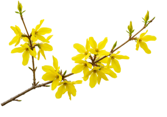 Forsythia Branch with Yellow Flowers

