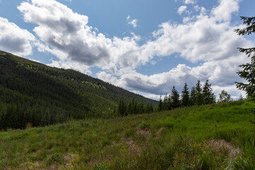green slopes and fir trees