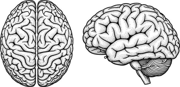 Human brain top and side view