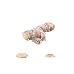 Ginger root and sliced pieces. Isolated watercolor illustration in realistic style for design of cookbooks, drinks, teas, tea card, printing on postcards, fabric and textiles.