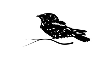 Cuban Nightjar bird, black isolated silhouette