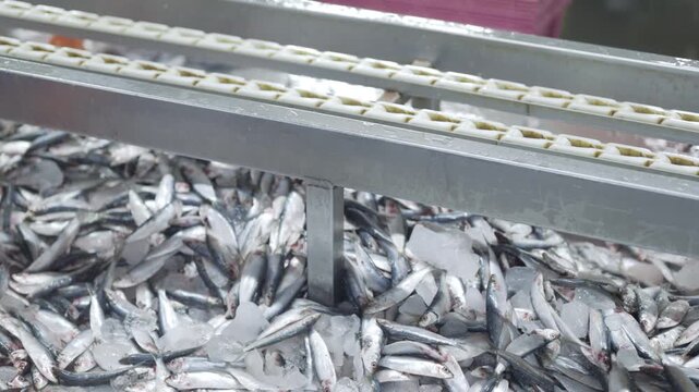 Pile of frozen fish under a stainless steel conveyor belt in a seafood processing plant