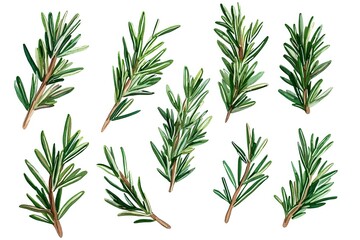 Fototapeta premium Fresh rosemary sprigs with green needle-like leaves and brown stems on white background, isolated botanical herb elements for culinary and design projects.