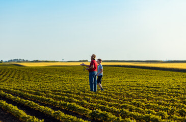 Senior farmer with his grandson standing in green soybean field examining crop at sunset.