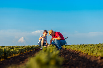 Senior farmer with his grandson standing in green soybean field examining crop at sunset.
