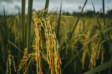 golden rice plants ready for harvest in a tropical field. Concept of agriculture, organic farming, food production, sustainability, and rural lifestyle in natural environment.