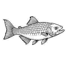 Fototapeta premium Isolated vector illustration of an aquatic salmon on a white background