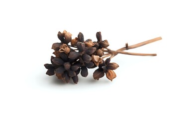 Obraz premium Dried brown seed pods and stems on white background, natural botanical elements for floral arrangements and craft projects, isolated organic material.