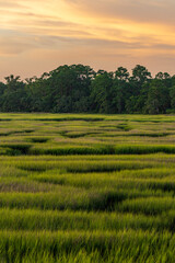 Obraz premium Green marsh grasses under a vibrant sunset sky showcasing nature's beauty in a rural landscape