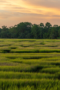 Green marsh grasses under a vibrant sunset sky showcasing nature's beauty in a rural landscape