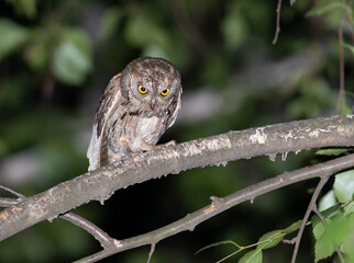 Eurasian scops owl, Otus scops. A male bird sits on a branch with prey in his beak, caught a spider