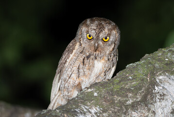Eurasian scops owl, Otus scops. A male bird sits on the trunk of a birch tree in the late afternoon